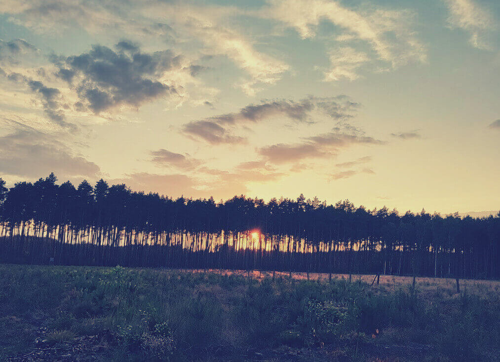 Las o zachodzie słońca